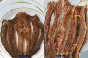 cá lóc sợi và cá lóc nguyên con